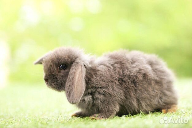 Мини карликовый кролик