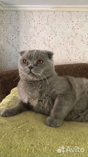 Шотландская вислоухая