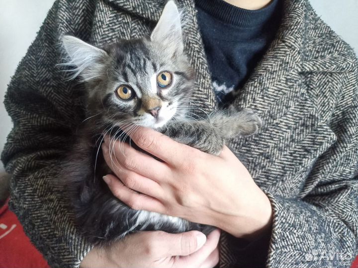 Котята в самые добрые руки