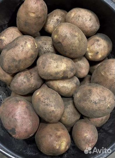 Продам картофель