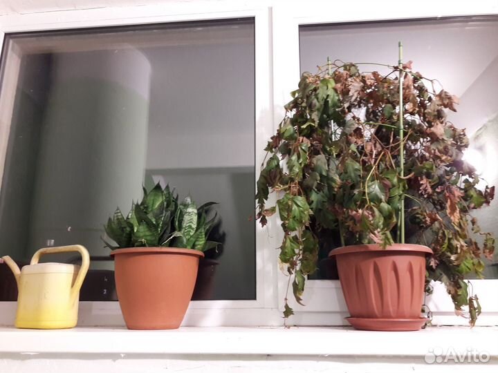 Комнатные цветы в заботливые руки