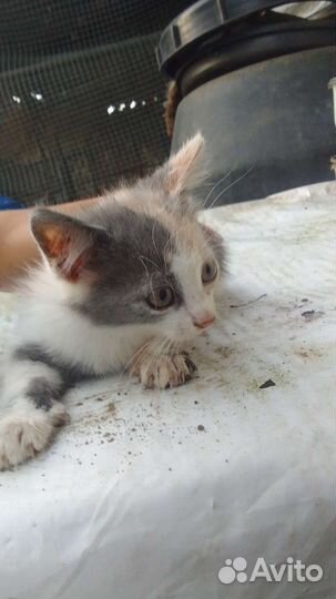 Кошка в дар бесплатно