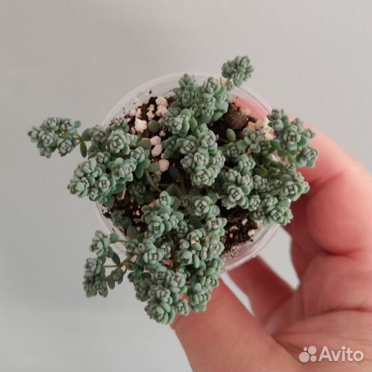 Суккуленты - 9
