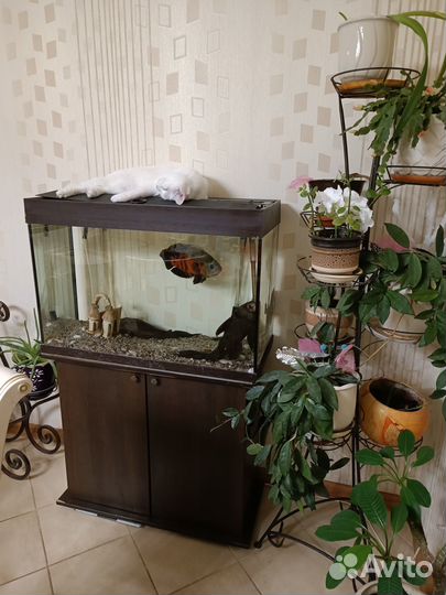 Аквариум с тумбой и фильтром