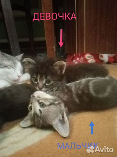 Котята Шахты