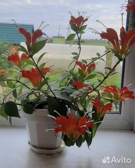 Цветок Эсхинантус