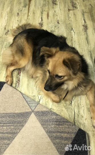 Собака в добрые руки