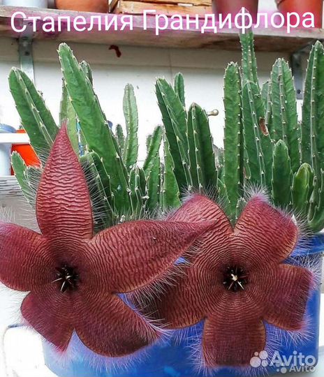 Комнатные растения. Черенки и рассада