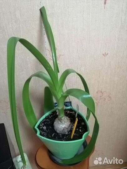 Индийский лук