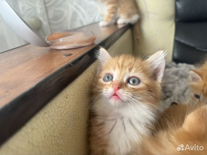 Сибирские котята