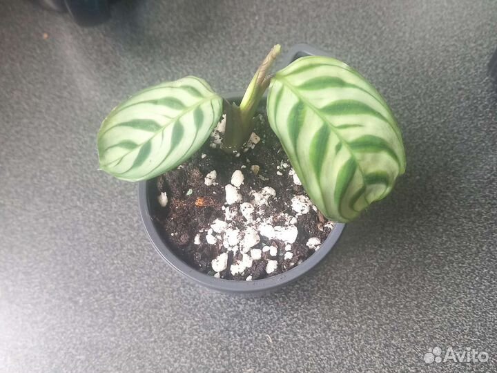 Калатея Бурле Маркса