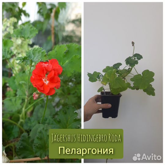 Пеларгония Jägershus Hidingebro Röda