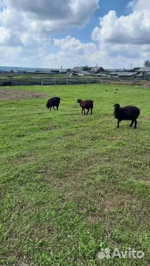 Эдильбаевский баран