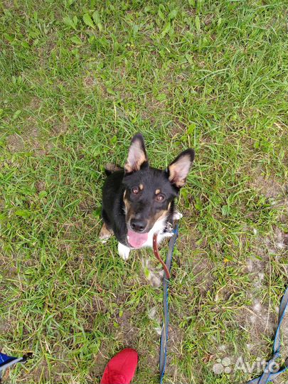 Молодой щенок в добрые руки