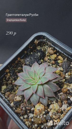 Суккуленты часть 1