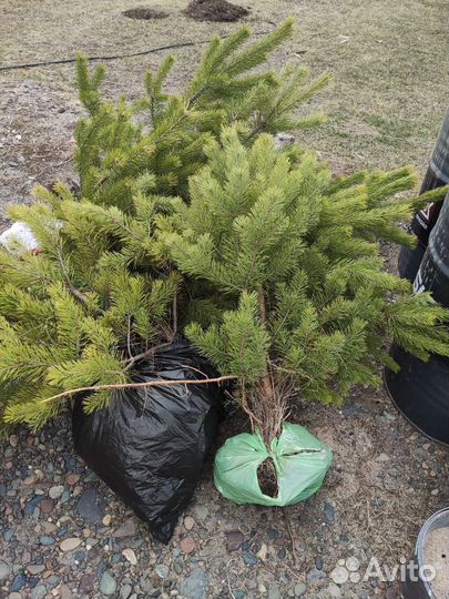 Сосна, молодняк для посадки, с корнем