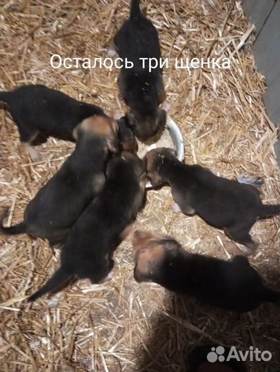 Русская гончая