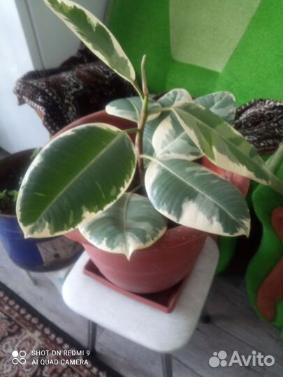 Фикус каучуконосный