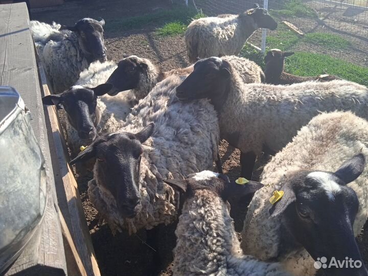 Овцы и Бараны чистокровной Романовской породы