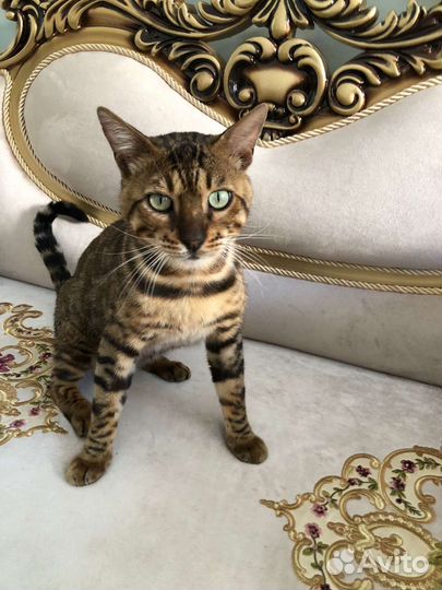 Бенгальская