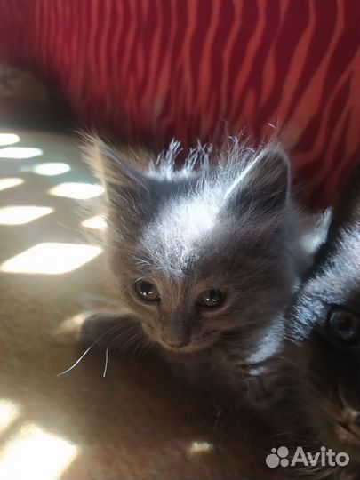 4 котëнка в добрые руки