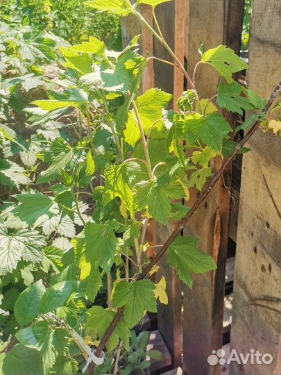 Черная смородина