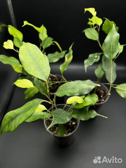 Фикус бенджамина