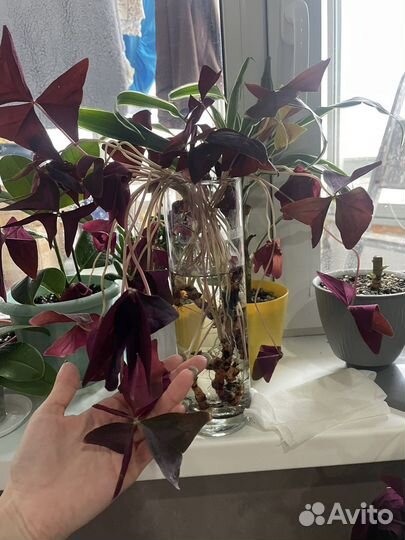 Кислица оксалис