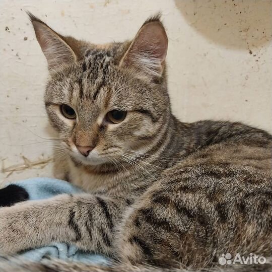 Молодая кошка ищет дом