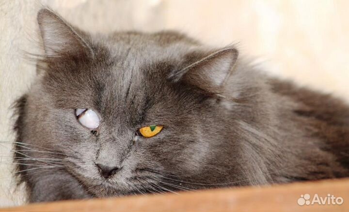 Несчастный одноглазый котик ищет дом