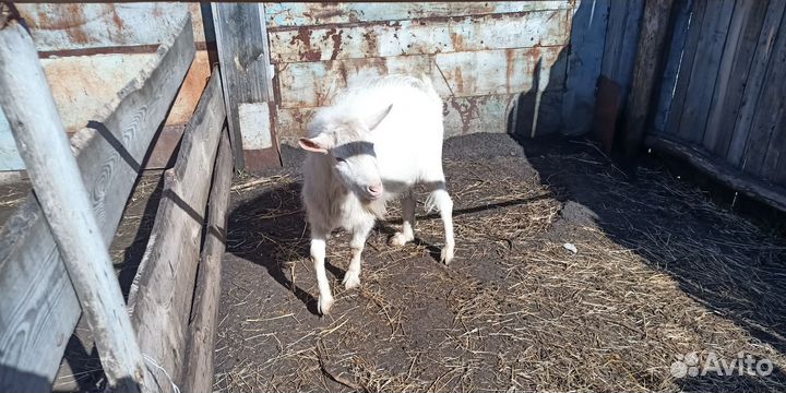 Продаются Заинские - козел, стельные козы, козлята