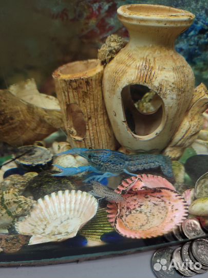 Голубые аквариумные раки