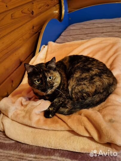 Кошка в дар