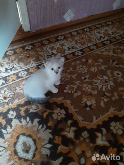 Кошка в дар бесплатно