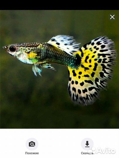 Рыбки гуппи