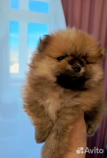 Померанский шпиц мини