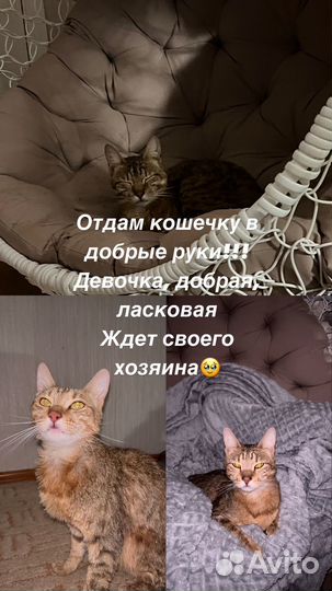 Кошка