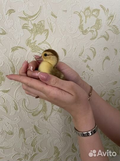 Утята индоутки