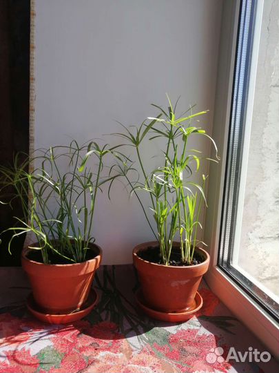 Хлорофитум, циперус