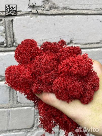 Мох для дизайна Зелёное Яблоко