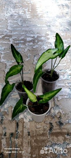 Комнатные цветы добавлены цветочки