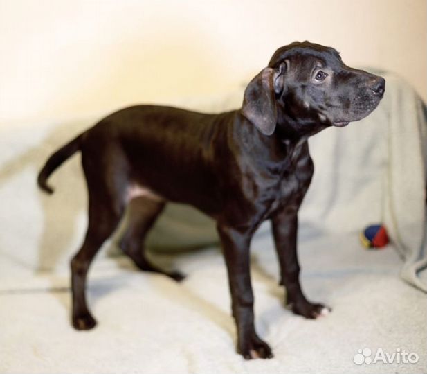 Щенки питбультерьера