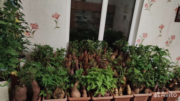 Батат черенки