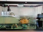 Красноухие черепахи с аквариумом и полный комплект