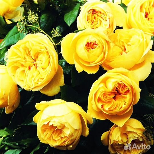 Роза Шёпот ягнят