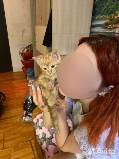 Кот даром