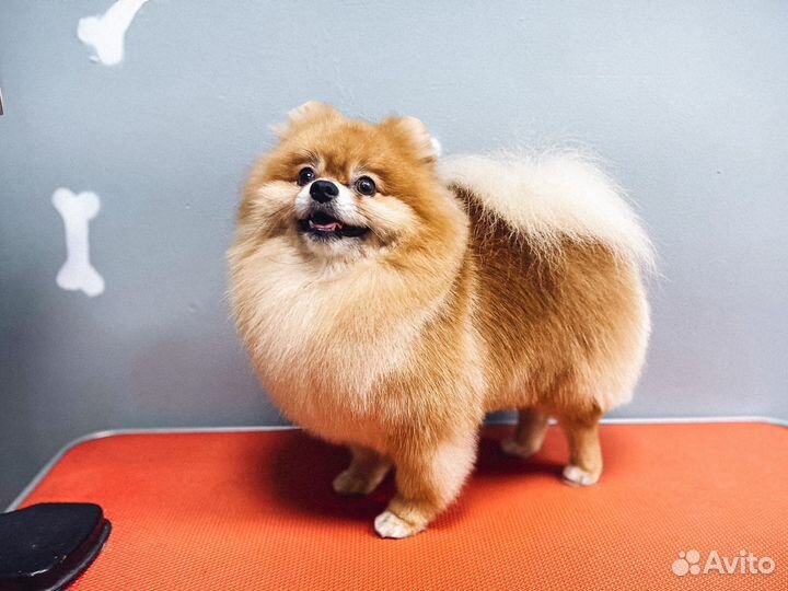 Стрижка собак