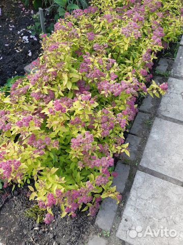 Спирея "Маленькая Принцесса" купить в Кемерово | Товары для дома и дачи ...
