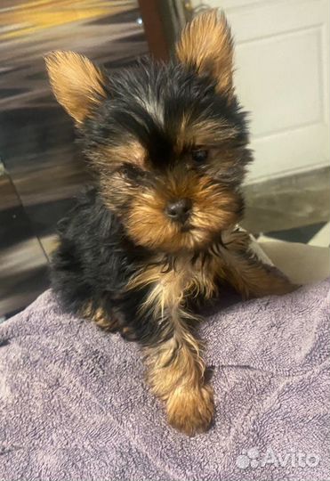 Йоркширский терьер мини беби фейс