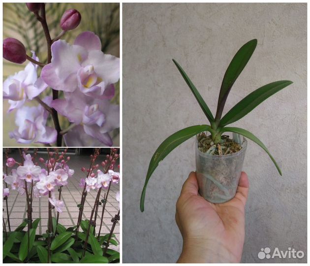 Орхидея бабочки азиатские нецветущие